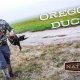 Guide to Oregon Duck Hunting Season | Dates &amp; Tips | Living in Oregon: Moving Tips, Cost of Living & Best Cities