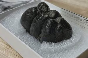 Oregon Coast Find: 20M Year Old Fossil Discovered! Living in Oregon: Moving Tips, Cost of Living & Best Cities Oregon Coast Find: 20M Year Old Fossil Discovered! | Living in Oregon: Moving Tips, Cost of Living & Best Cities