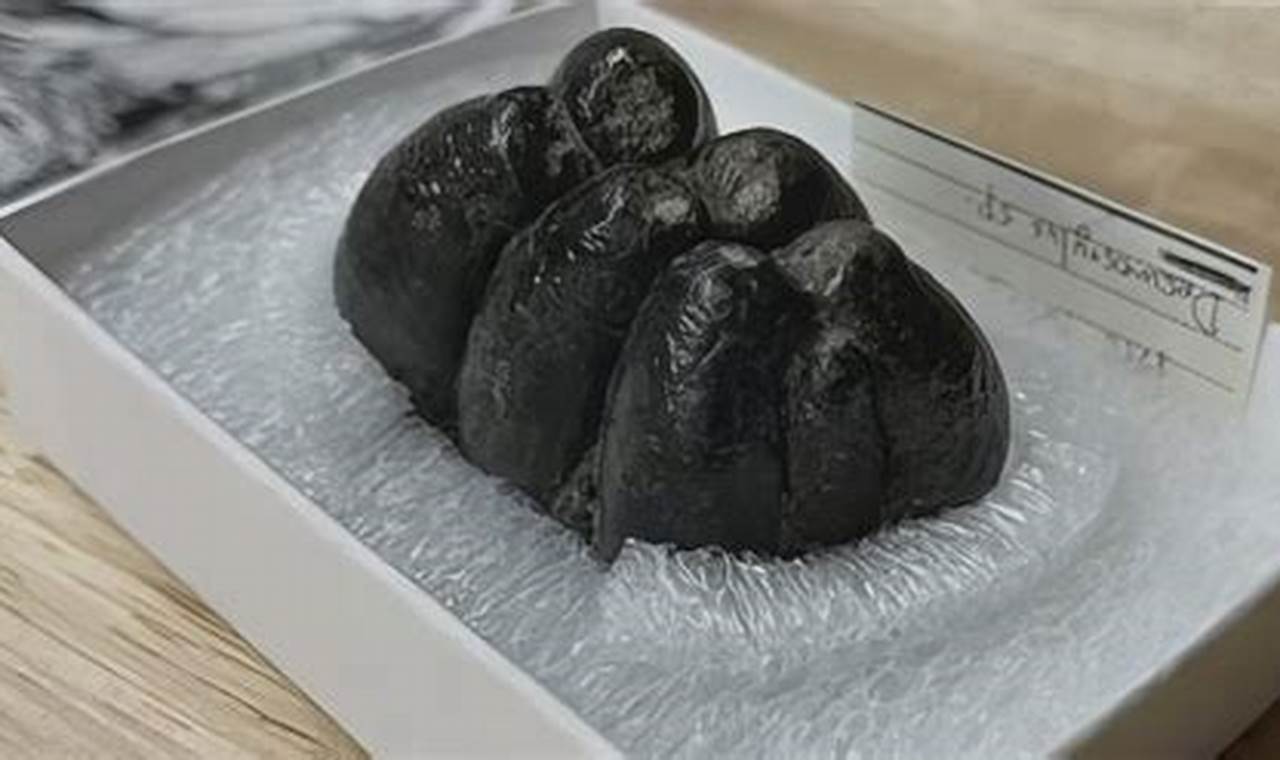Oregon Coast Find: 20M Year Old Fossil Discovered! Living in Oregon: Moving Tips, Cost of Living & Best Cities Oregon Coast Find: 20M Year Old Fossil Discovered! | Living in Oregon: Moving Tips, Cost of Living & Best Cities
