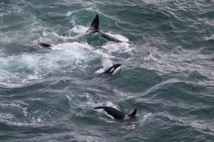 Watch L Pod Orcas: Oregon Coast Whale Watching Tips Living in Oregon: Moving Tips, Cost of Living & Best Cities Watch L Pod Orcas: Oregon Coast Whale Watching Tips | Living in Oregon: Moving Tips, Cost of Living & Best Cities