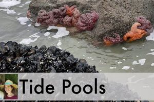 Explore Lincoln City Oregon Tide Pools: A Coastal Wonderland Living in Oregon: Moving Tips, Cost of Living & Best Cities Explore Lincoln City Oregon Tide Pools: A Coastal Wonderland | Living in Oregon: Moving Tips, Cost of Living & Best Cities