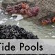 Explore Lincoln City Oregon Tide Pools: A Coastal Wonderland | Living in Oregon: Moving Tips, Cost of Living & Best Cities