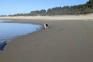 Coos Bay Pet Paradise: Find Oregon's Best Hotels Living in Oregon: Moving Tips, Cost of Living & Best Cities Coos Bay Pet Paradise: Find Oregon's Best Hotels | Living in Oregon: Moving Tips, Cost of Living & Best Cities