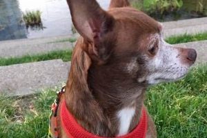 Lost And Found Pets Portland Oregon Living in Oregon: Moving Tips, Cost of Living & Best Cities Lost And Found Pets Portland Oregon | Living in Oregon: Moving Tips, Cost of Living & Best Cities
