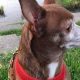 Lost And Found Pets Portland Oregon | Living in Oregon: Moving Tips, Cost of Living & Best Cities