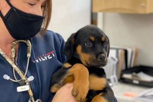 Emergency Vet Salem Oregon Living in Oregon: Moving Tips, Cost of Living & Best Cities Emergency Vet Salem Oregon | Living in Oregon: Moving Tips, Cost of Living & Best Cities