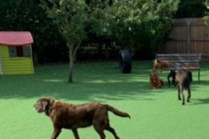 Lincoln City Dog Daycare: Safe & Fun Oregon Pet Care Living in Oregon: Moving Tips, Cost of Living & Best Cities Lincoln City Dog Daycare: Safe & Fun Oregon Pet Care | Living in Oregon: Moving Tips, Cost of Living & Best Cities