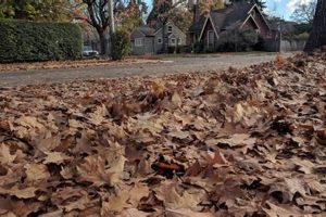 Eugene Oregon Leaf Pickup: Schedule & Tips Living in Oregon: Moving Tips, Cost of Living & Best Cities Eugene Oregon Leaf Pickup: Schedule & Tips | Living in Oregon: Moving Tips, Cost of Living & Best Cities