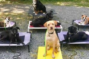 Dog Training Redmond Oregon Living in Oregon: Moving Tips, Cost of Living & Best Cities Dog Training Redmond Oregon | Living in Oregon: Moving Tips, Cost of Living & Best Cities