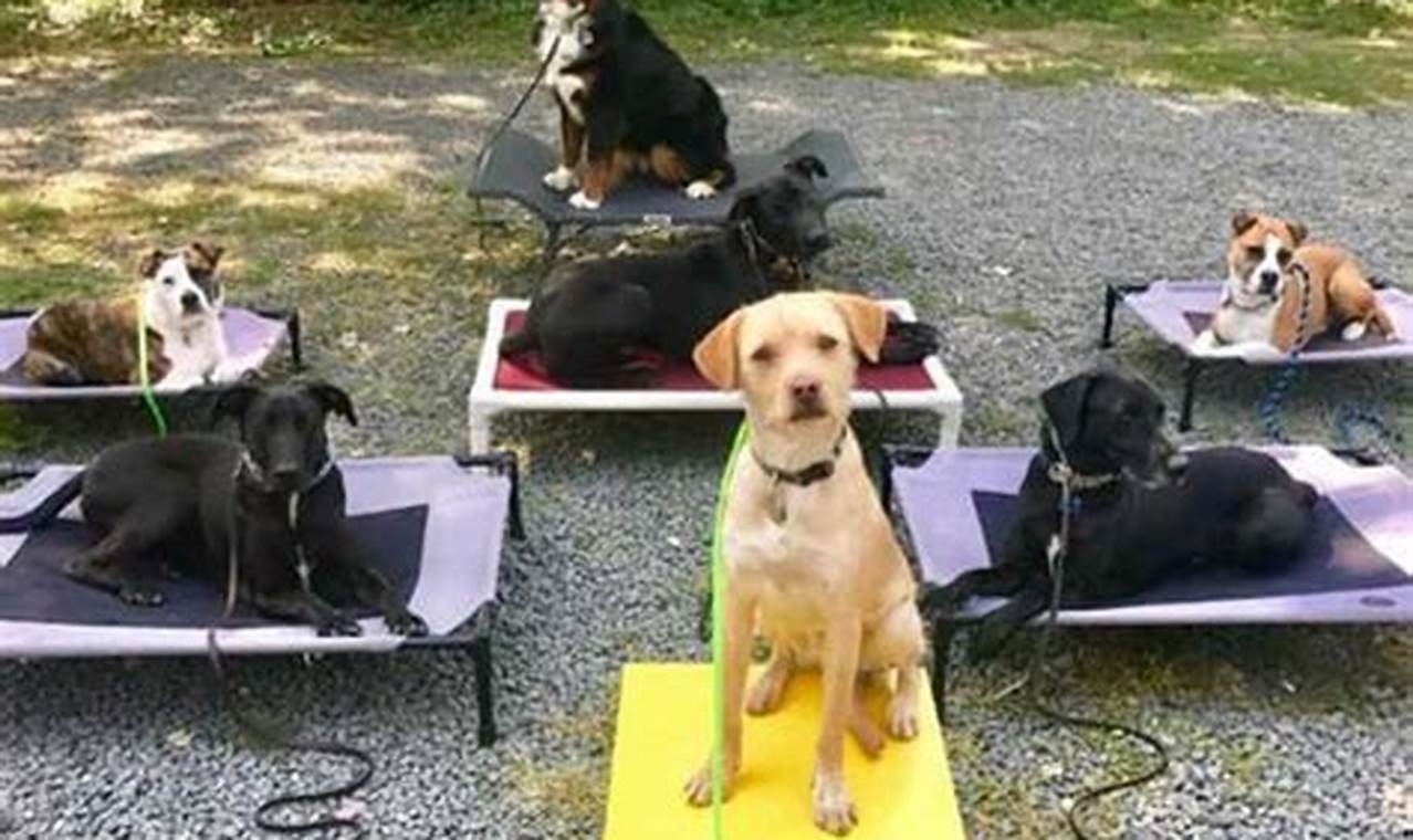 Dog Training Redmond Oregon Living in Oregon: Moving Tips, Cost of Living & Best Cities Dog Training Redmond Oregon | Living in Oregon: Moving Tips, Cost of Living & Best Cities