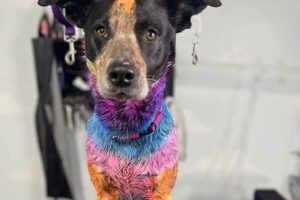 Best Dog Grooming Eugene Oregon: Prices & Services Living in Oregon: Moving Tips, Cost of Living & Best Cities Best Dog Grooming Eugene Oregon: Prices & Services | Living in Oregon: Moving Tips, Cost of Living & Best Cities