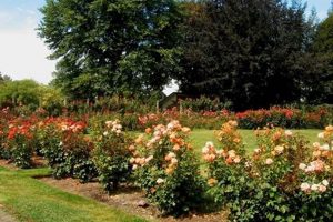 Visit: Rose Garden in Eugene, Oregon | Blooms & Beauty Living in Oregon: Moving Tips, Cost of Living & Best Cities Visit: Rose Garden in Eugene, Oregon | Blooms & Beauty | Living in Oregon: Moving Tips, Cost of Living & Best Cities
