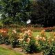 Visit: Rose Garden in Eugene, Oregon | Blooms & Beauty | Living in Oregon: Moving Tips, Cost of Living & Best Cities