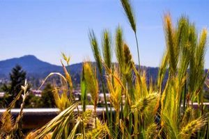 Eugene Oregon Pollen: Survive Allergy Season! | Living in Oregon: Moving Tips, Cost of Living & Best Cities