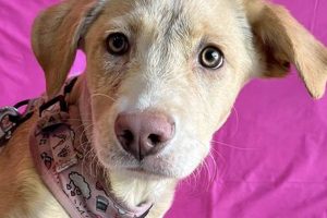 Find Your Furry Friend: Petfinder Medford Oregon Pets Living in Oregon: Moving Tips, Cost of Living & Best Cities Find Your Furry Friend: Petfinder Medford Oregon Pets | Living in Oregon: Moving Tips, Cost of Living & Best Cities
