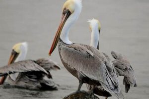 Guide to Oregon Coast Birds: Identify, Observe & Protect Living in Oregon: Moving Tips, Cost of Living & Best Cities Guide to Oregon Coast Birds: Identify, Observe & Protect | Living in Oregon: Moving Tips, Cost of Living & Best Cities