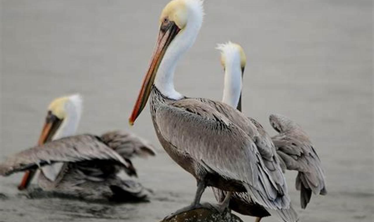 Guide to Oregon Coast Birds: Identify, Observe & Protect Living in Oregon: Moving Tips, Cost of Living & Best Cities Guide to Oregon Coast Birds: Identify, Observe & Protect | Living in Oregon: Moving Tips, Cost of Living & Best Cities