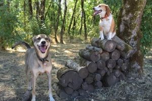 Trusted Dog Sitters Eugene Oregon: Peace of Mind Care Living in Oregon: Moving Tips, Cost of Living & Best Cities Trusted Dog Sitters Eugene Oregon: Peace of Mind Care | Living in Oregon: Moving Tips, Cost of Living & Best Cities