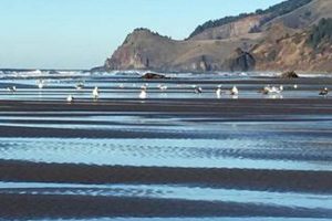 Lincoln City Low Tide: Oregon Beachcombing Gems Living in Oregon: Moving Tips, Cost of Living & Best Cities Lincoln City Low Tide: Oregon Beachcombing Gems | Living in Oregon: Moving Tips, Cost of Living & Best Cities
