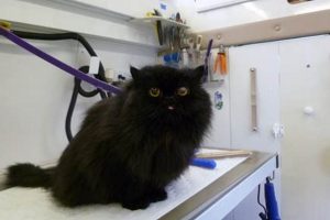 Cat Grooming Portland Oregon Living in Oregon: Moving Tips, Cost of Living & Best Cities Cat Grooming Portland Oregon | Living in Oregon: Moving Tips, Cost of Living & Best Cities