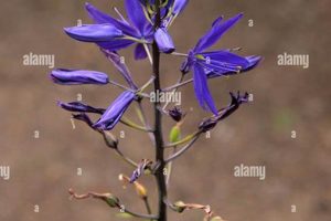 See a Purple Moon in Lincoln City, Oregon? Here's Why! Living in Oregon: Moving Tips, Cost of Living & Best Cities See a Purple Moon in Lincoln City, Oregon? Here's Why! | Living in Oregon: Moving Tips, Cost of Living & Best Cities