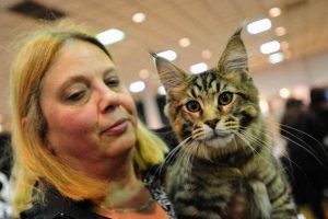 Cat Show Portland Oregon | Living in Oregon: Moving Tips, Cost of Living & Best Cities