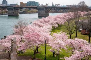 Cherry Blossoms Portland Oregon | Living in Oregon: Moving Tips, Cost of Living & Best Cities