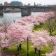 Cherry Blossoms Portland Oregon | Living in Oregon: Moving Tips, Cost of Living & Best Cities