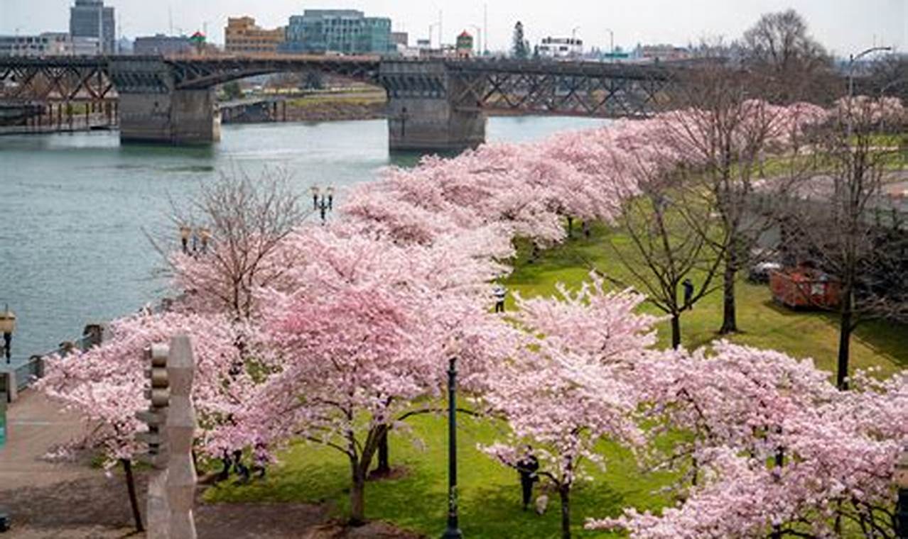 Cherry Blossoms Portland Oregon | Living in Oregon: Moving Tips, Cost of Living & Best Cities