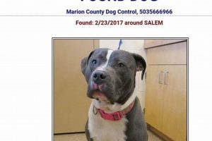 Lost Pets Salem Oregon | Living in Oregon: Moving Tips, Cost of Living & Best Cities