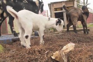 Where to Cuddle Baby Goats in Eugene, Oregon? Farm Fun! | Living in Oregon: Moving Tips, Cost of Living & Best Cities