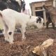 Where to Cuddle Baby Goats in Eugene, Oregon? Farm Fun! | Living in Oregon: Moving Tips, Cost of Living & Best Cities