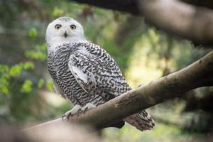 Fluffy Portland Oregon | Living in Oregon: Moving Tips, Cost of Living & Best Cities