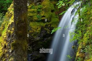 Explore State Forest Oregon: Trails & Timber | Living in Oregon: Moving Tips, Cost of Living & Best Cities