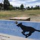 Best Eugene, Oregon Dog Parks: Unleash the Fun! | Living in Oregon: Moving Tips, Cost of Living & Best Cities