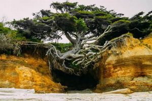 Oregon Coast Trees: A Coastal Woodland Guide & Beyond Living in Oregon: Moving Tips, Cost of Living & Best Cities Oregon Coast Trees: A Coastal Woodland Guide & Beyond | Living in Oregon: Moving Tips, Cost of Living & Best Cities