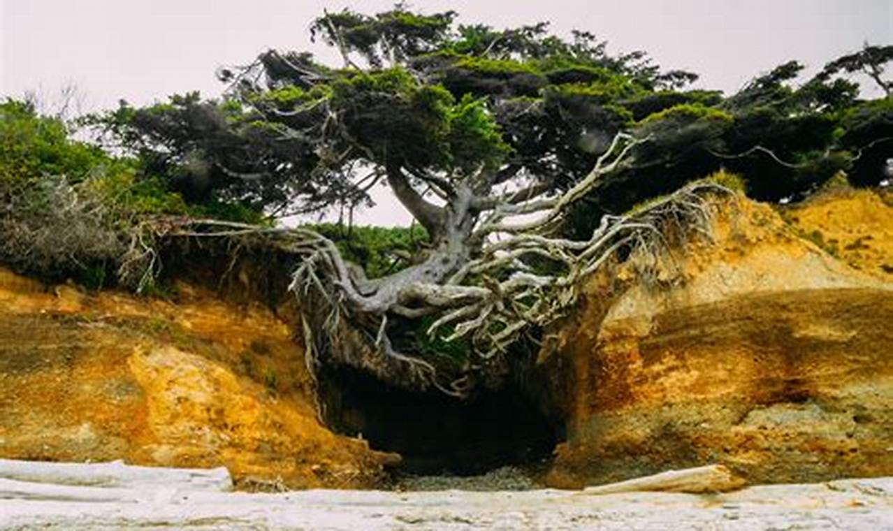 Oregon Coast Trees: A Coastal Woodland Guide & Beyond Living in Oregon: Moving Tips, Cost of Living & Best Cities Oregon Coast Trees: A Coastal Woodland Guide & Beyond | Living in Oregon: Moving Tips, Cost of Living & Best Cities