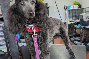 Dog Grooming Salem Oregon Living in Oregon: Moving Tips, Cost of Living & Best Cities Dog Grooming Salem Oregon | Living in Oregon: Moving Tips, Cost of Living & Best Cities