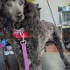 Dog Grooming Salem Oregon | Living in Oregon: Moving Tips, Cost of Living & Best Cities