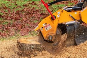 Affordable Stump Grinding in Portland, OR: Removal Pros | Living in Oregon: Moving Tips, Cost of Living & Best Cities