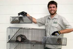 Salem Animal Control Oregon Living in Oregon: Moving Tips, Cost of Living & Best Cities Salem Animal Control Oregon | Living in Oregon: Moving Tips, Cost of Living & Best Cities