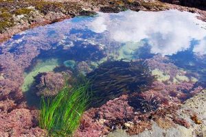 Explore Oregon Coast Tidal Pools: A Coastal Paradise Living in Oregon: Moving Tips, Cost of Living & Best Cities Explore Oregon Coast Tidal Pools: A Coastal Paradise | Living in Oregon: Moving Tips, Cost of Living & Best Cities