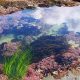 Explore Oregon Coast Tidal Pools: A Coastal Paradise | Living in Oregon: Moving Tips, Cost of Living & Best Cities