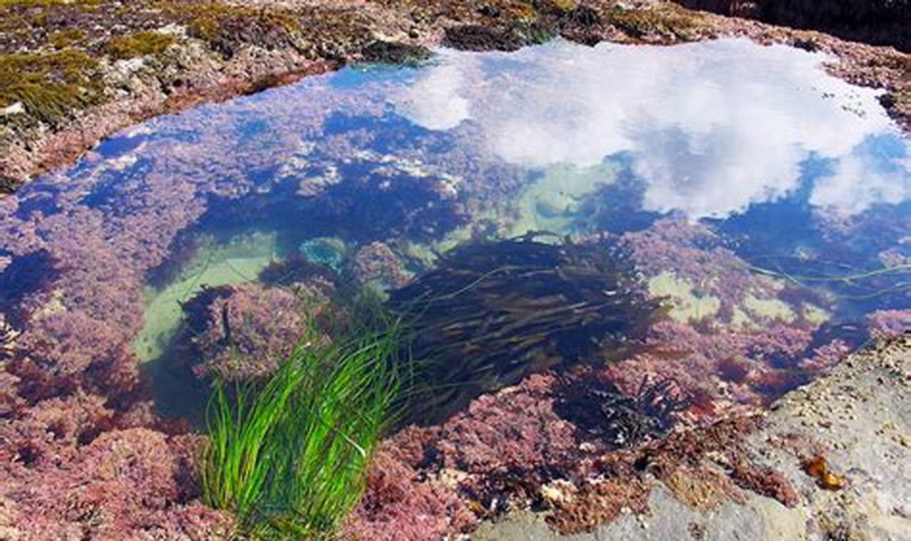Explore Oregon Coast Tidal Pools: A Coastal Paradise Living in Oregon: Moving Tips, Cost of Living & Best Cities Explore Oregon Coast Tidal Pools: A Coastal Paradise | Living in Oregon: Moving Tips, Cost of Living & Best Cities