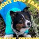 Puppy Training Salem Oregon | Living in Oregon: Moving Tips, Cost of Living & Best Cities