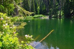 Explore Skookum Lake Oregon: A Cascade Gem! Living in Oregon: Moving Tips, Cost of Living & Best Cities Explore Skookum Lake Oregon: A Cascade Gem! | Living in Oregon: Moving Tips, Cost of Living & Best Cities