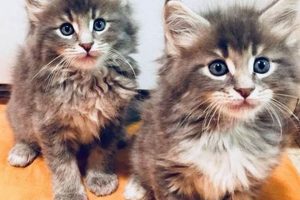 Find Maine Coons: Portland Oregon Cats + Kittens | Living in Oregon: Moving Tips, Cost of Living & Best Cities