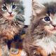 Find Maine Coons: Portland Oregon Cats + Kittens | Living in Oregon: Moving Tips, Cost of Living & Best Cities