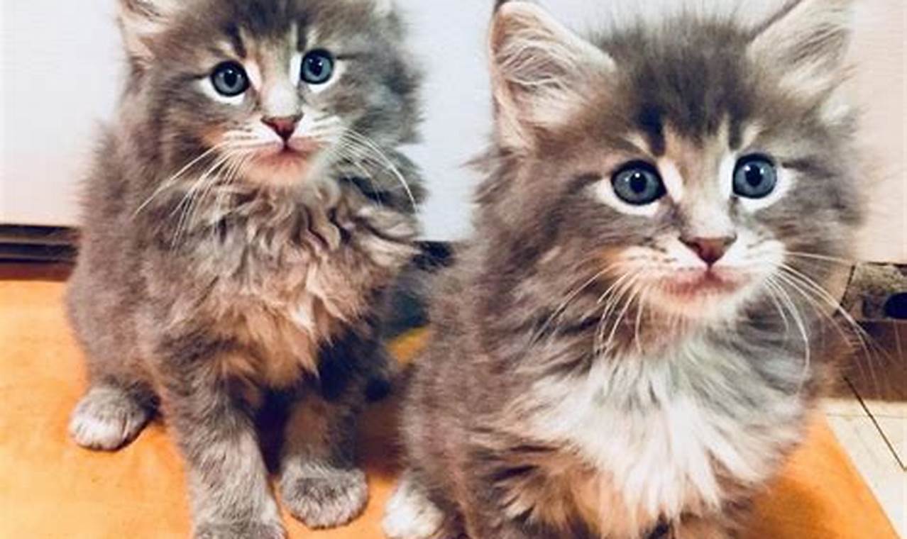 Find Maine Coons: Portland Oregon Cats + Kittens Living in Oregon: Moving Tips, Cost of Living & Best Cities Find Maine Coons: Portland Oregon Cats + Kittens | Living in Oregon: Moving Tips, Cost of Living & Best Cities