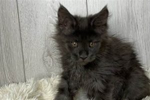 Maine Coon Kittens For Sale Portland Oregon Living in Oregon: Moving Tips, Cost of Living & Best Cities Maine Coon Kittens For Sale Portland Oregon | Living in Oregon: Moving Tips, Cost of Living & Best Cities